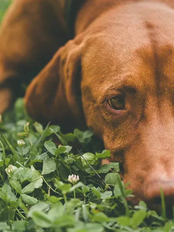 Un cane marrone sdraiato sull'erba verde.