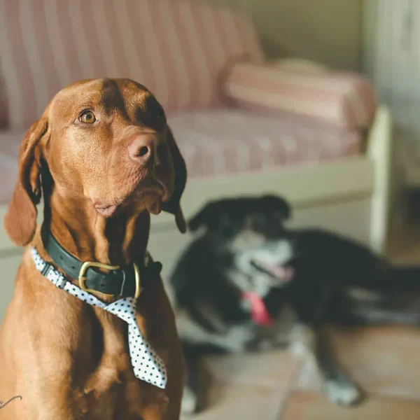 Due cani in un salotto, uno dei quali indossa una cravatta a pois.