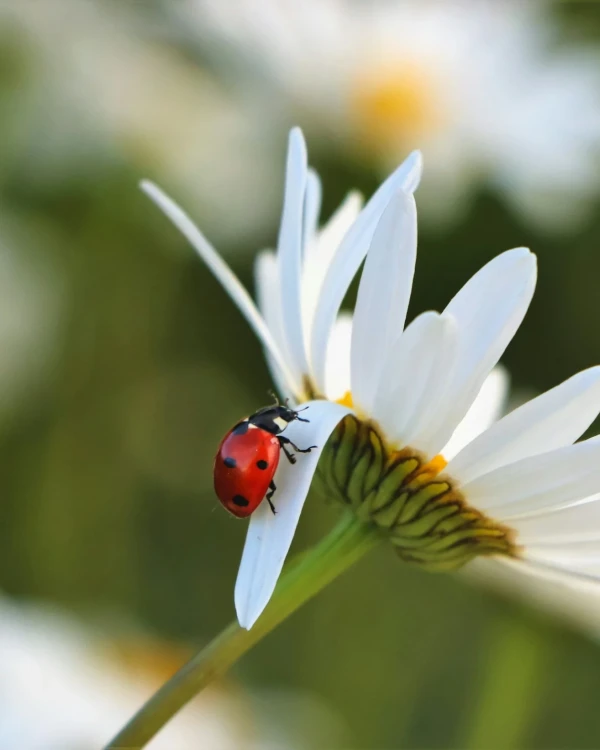 greg-rosenke-wx4lfn24rxq-unsplash