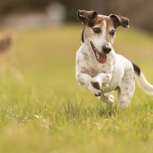 Cane bianco e nero corre felice sull'erba.