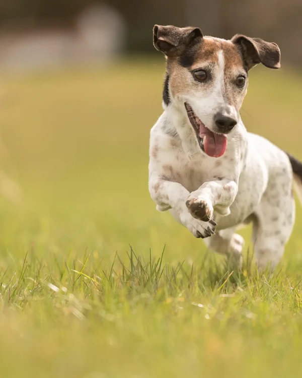 Cane bianco e nero corre felice sull'erba.
