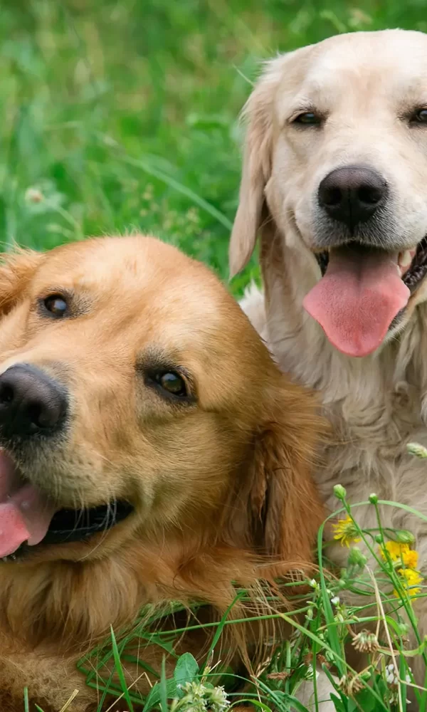 Due cani felici sdraiati sull'erba verde.