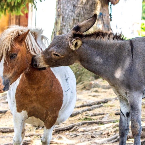 Un asino annusa un piccolo cavallo maculato in un cortile alberato.