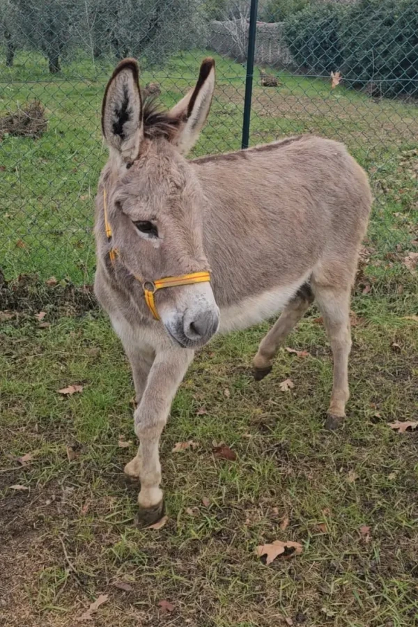 Ein Esel mit gelbem Halfter steht auf einer Wiese vor einem Zaun.